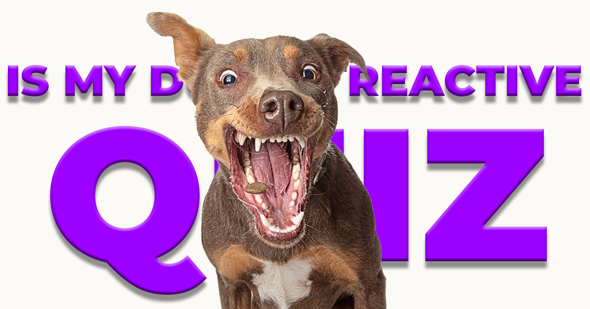dog reactivity quiz
