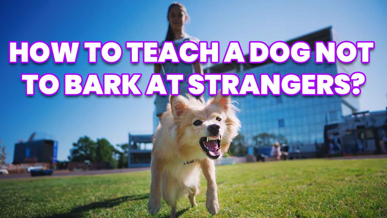 How To Teach A Dog Not To Bark At Strangers