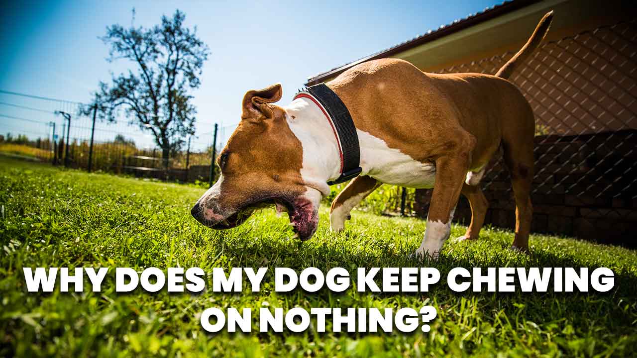 Dog Keep Chewing on Nothing