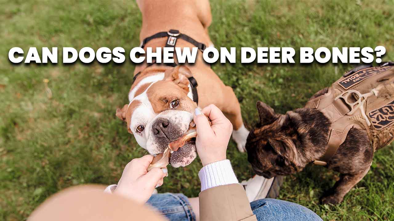 can dogs chew on deer bones