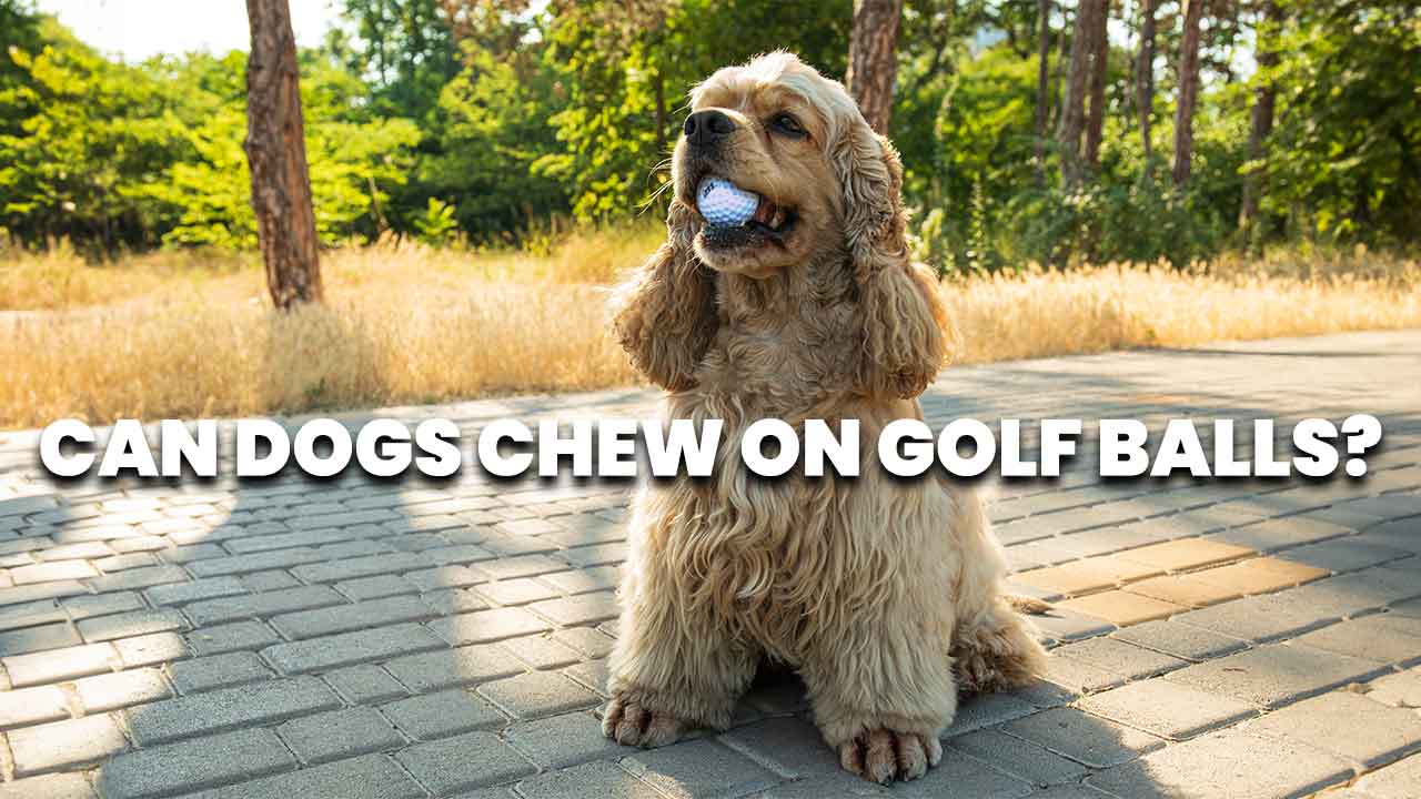 can dogs chew on golf balls