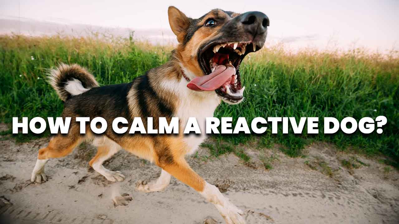 how to calm a reactive dog