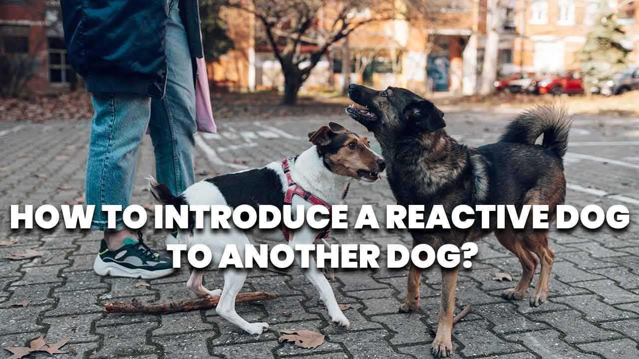 introduce a reactive dog to another dog