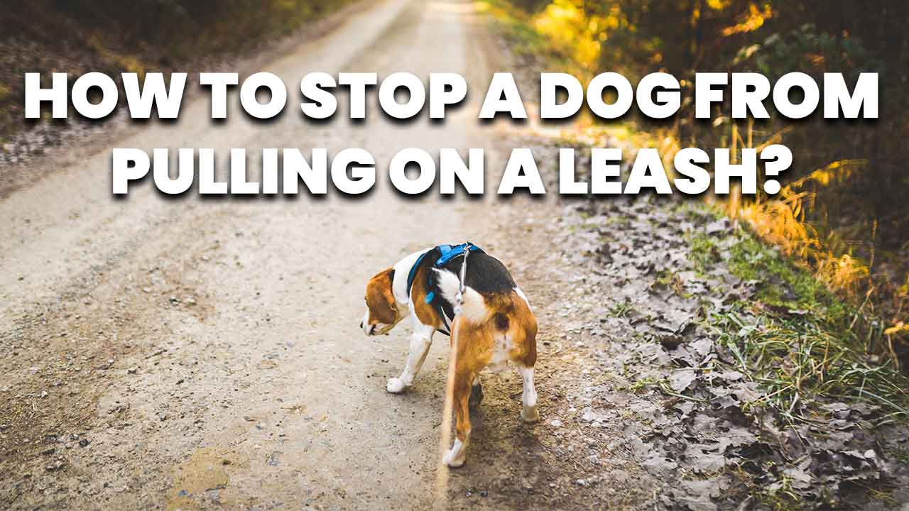 How to Stop a Dog from Pulling on a Leash - EasyDogTrainingMethods