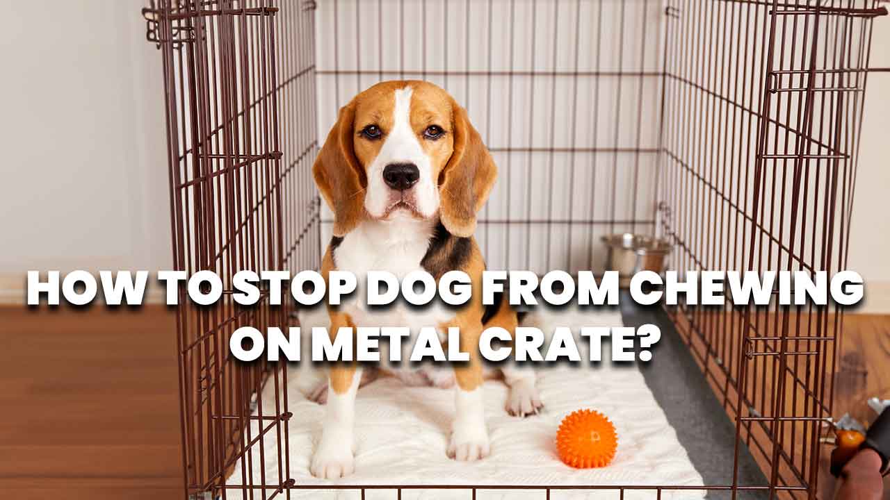 stop dog from chewing on metal crate