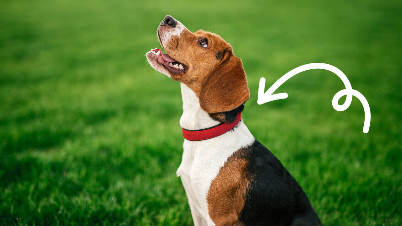 What is the Best Dog Collar to Stop Barking