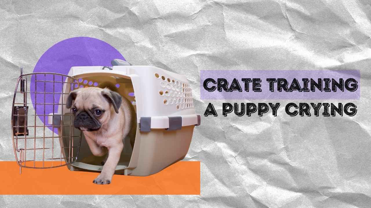 crate training a puppy crying