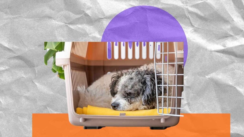 crate training a puppy crying