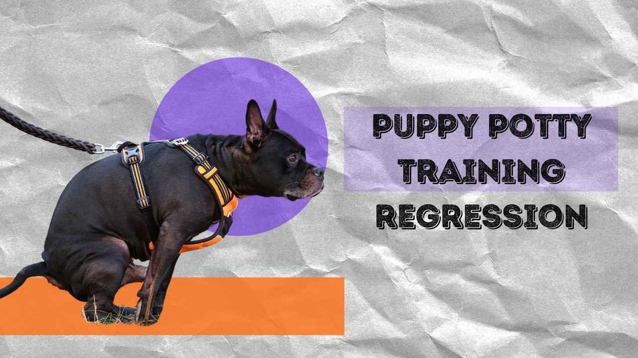 puppy potty training regression