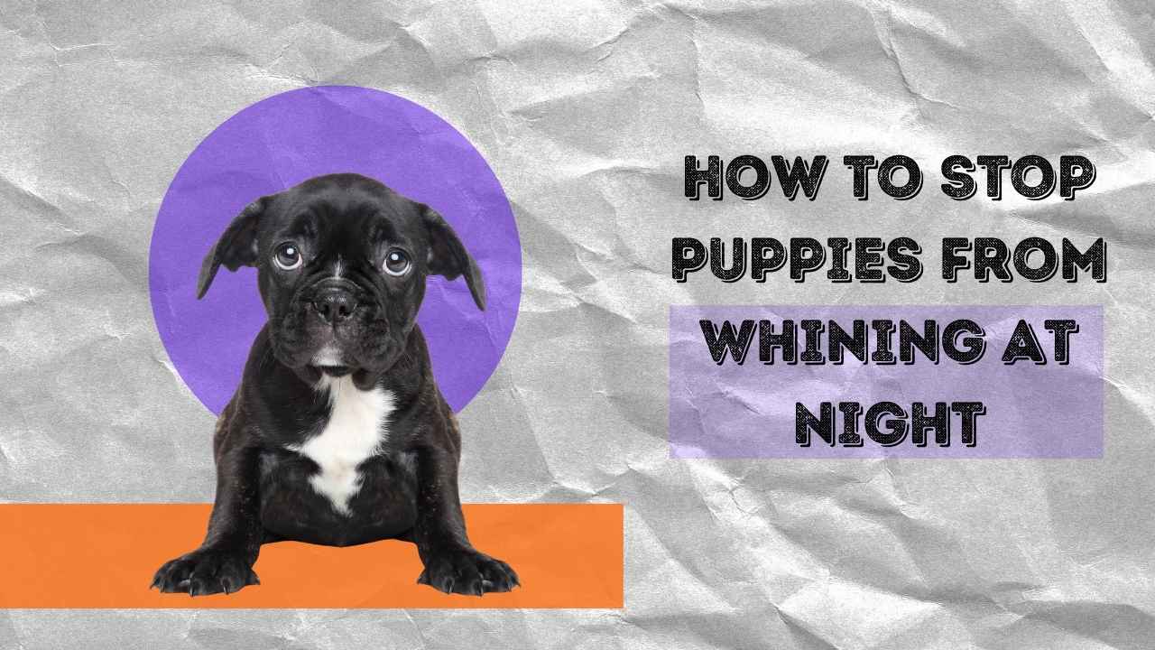 stop puppies from whining at night