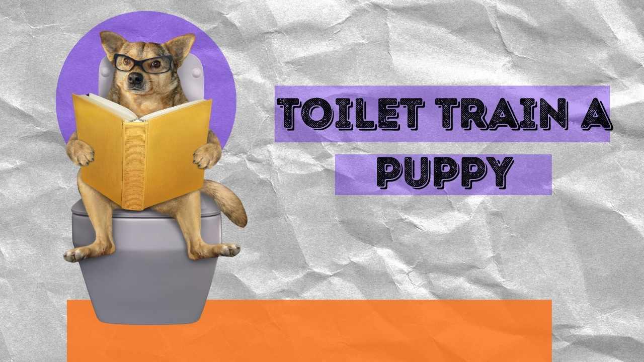 toilet train a puppy