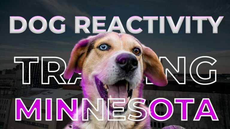 dog reactivity training minnesota