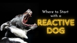 where to start with a reactive dog