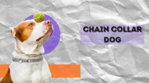 chain collar dog