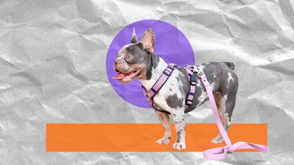 make a dog harness out of a leash