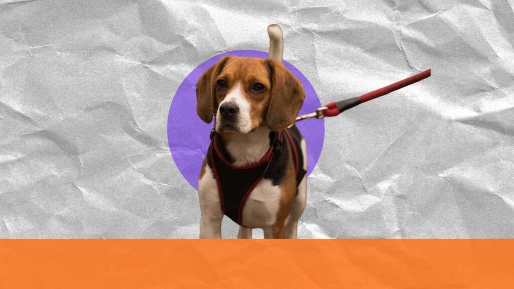 make a dog harness out of a leash