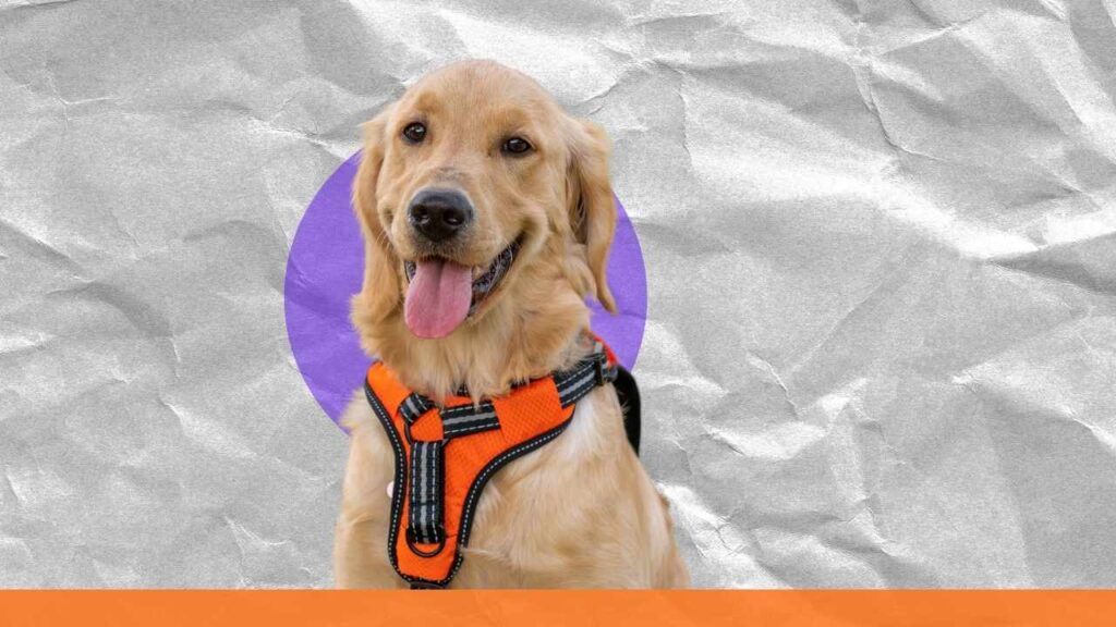 make a dog harness out of a leash