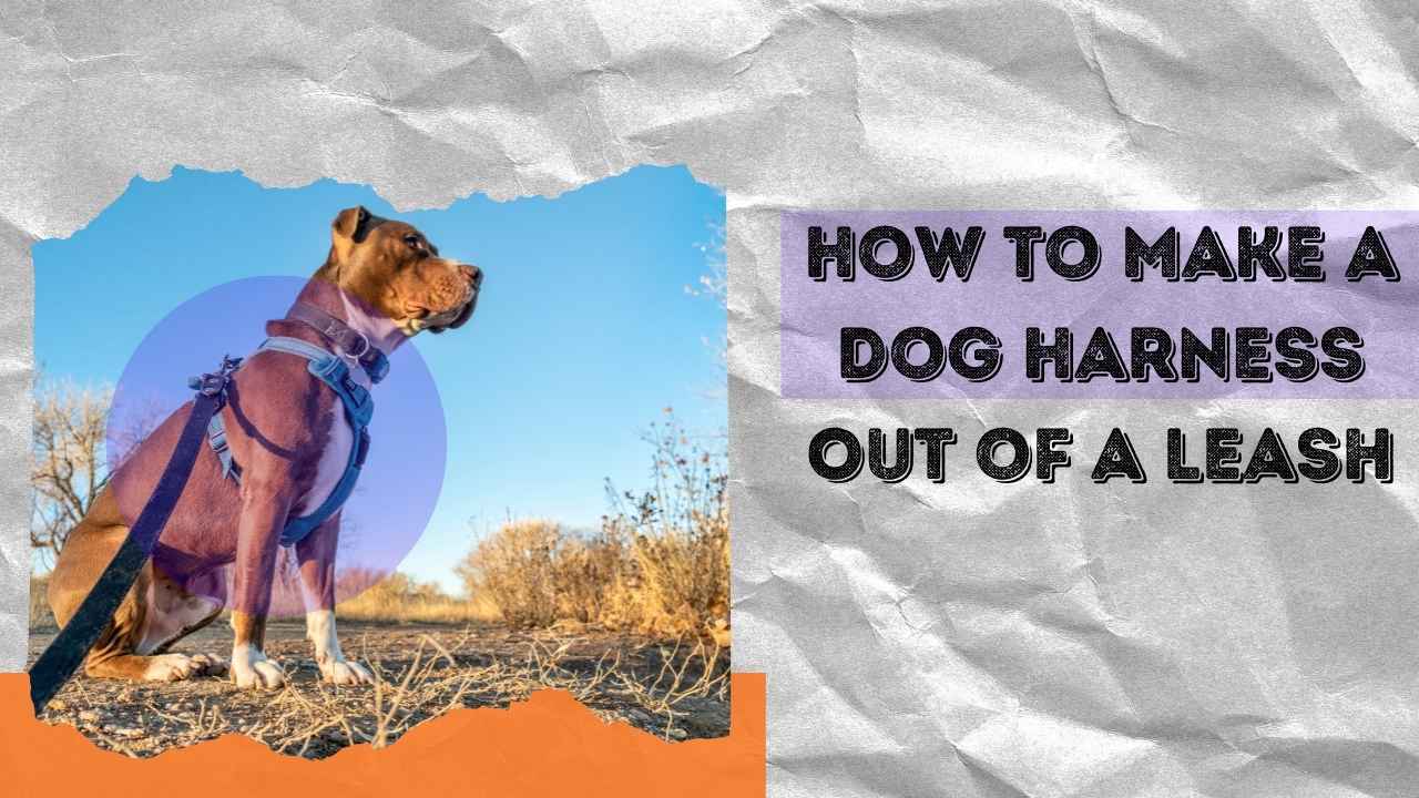 make a dog harness out of a leash