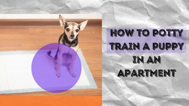 potty train a puppy in an apartment