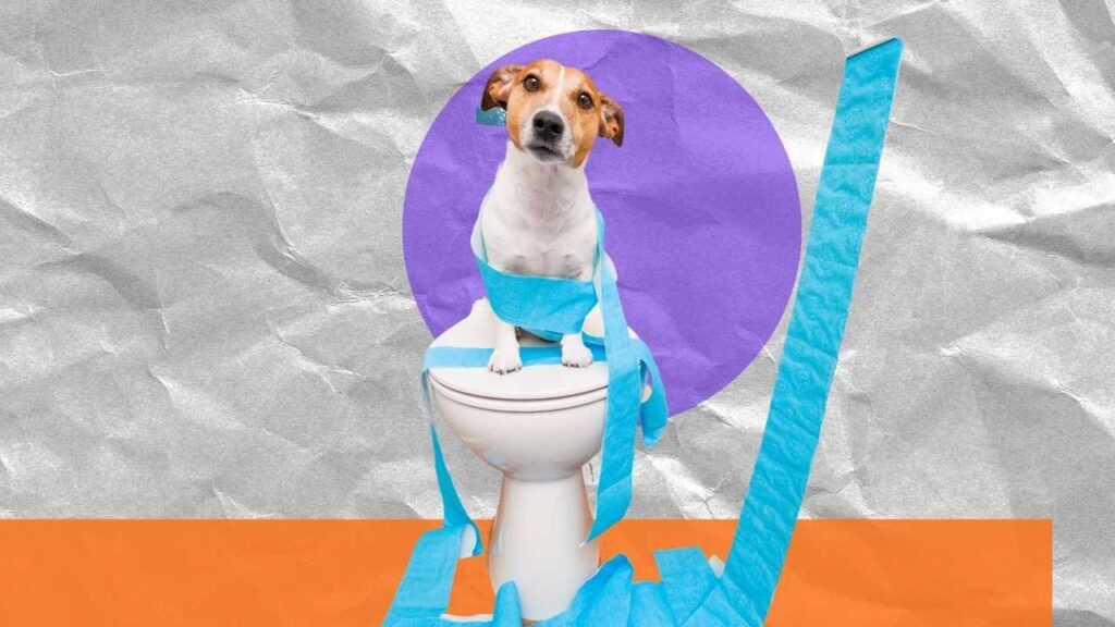 toilet train a puppy