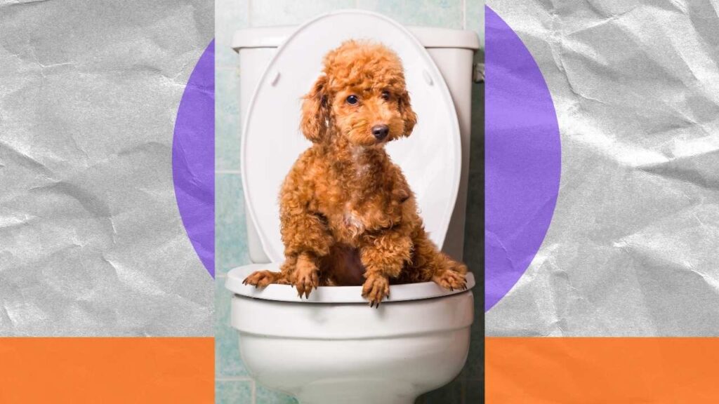 toilet train a puppy